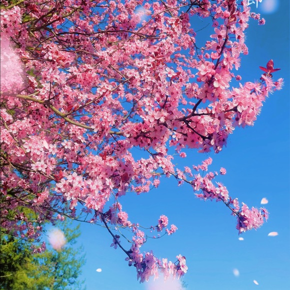 Meet your Posher, S. - Picture 1 of 1